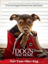 A Dog’s Way Home (2019) BRRip Original [Telugu + Tamil + Hindi + Eng] Dubbed Full Movie Watch Online Free